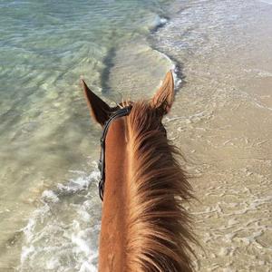 你懂得（温柔版）（翻自 小沈阳）