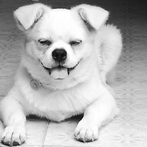 谨以此纪念逝去的点点