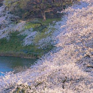 京都の春(Spring in Kyoto)