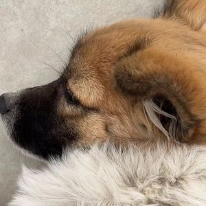 就如同路邊野狗一般