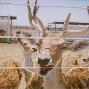 美人鱼（翻自 Jay）