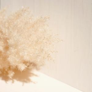 Dried Stem