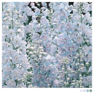 Delphinium