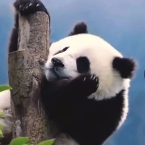 藏于心底的心愿