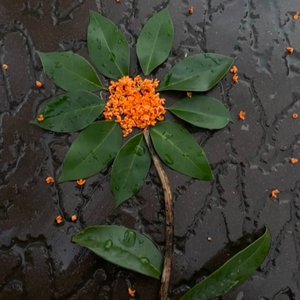 桂花酿的记忆