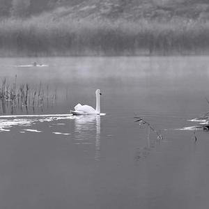 Nyköpings BIS - Stronger