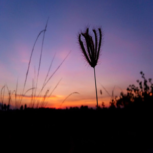 Heartwork