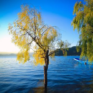 永远牵挂你 伴奏