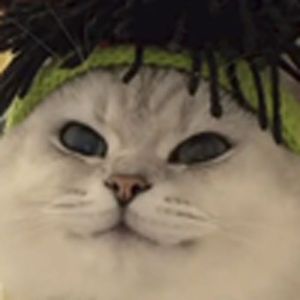 猫猫都是舔舔怪