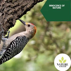 Holding Fire in Palm