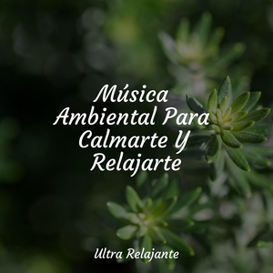 Recuerdos De Relajación