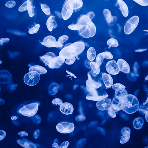 夜之将至，念之所深