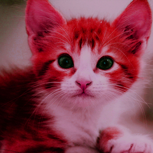 দুষ্ট বউয়ের ওয়াজ