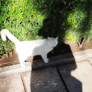 呼吸作用（催眠的小曲）