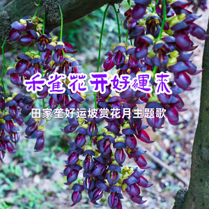 禾雀花开好运来