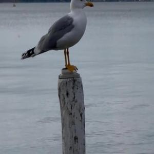 Voglio volare
