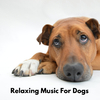 Dog Sleep Academy - Meditation Dog