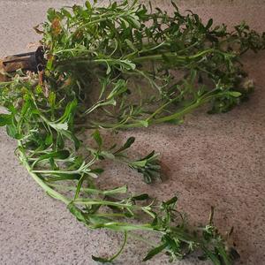 Imbecile (Version Two)