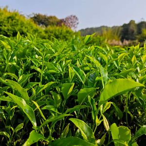 那抹月色