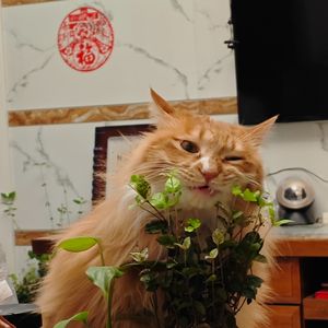 你说我是混社会的我不明白（prod.by Morrow x ayoley）