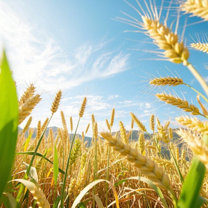 麦浪与唢呐 伴奏