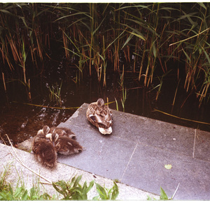 Чистая нечисть