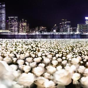 喜欢你（翻自 黄家驹）