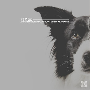 Hundestress fernhalten