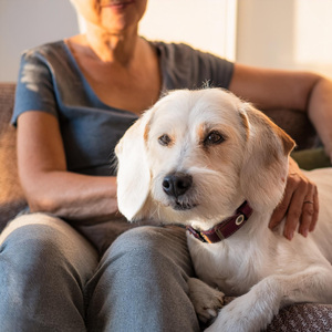 Energía Acompañante