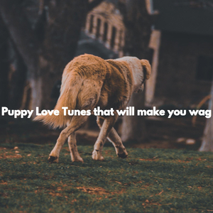 Playful (The Cutest Puppy)