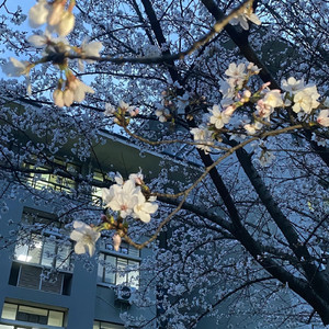 月亮做的花瓣混音项目 2_缩混