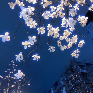 Rice Cook (米糕摇V1)