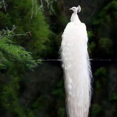 越剧 双珠凤.兴冲冲奉命把花送