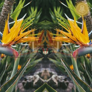 Strelitzia