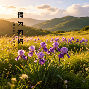 情为何物（乐部版）