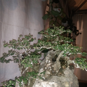 Menjagamu (Acoustic)