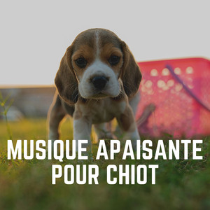 Musique douce et rêveuse pour chiens