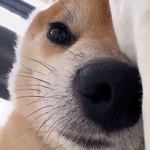 奥丽安娜 (Prod NEONMUSIC)