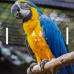 春风不知处 伴奏