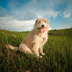 Nature's Purrfect Pet Journey