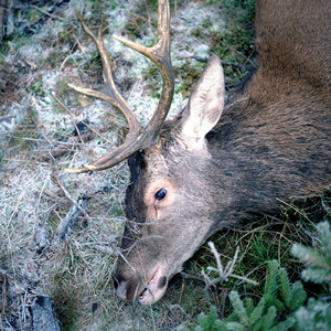 Coral (Exclusive Digital Track) - Exclusive Digital Track