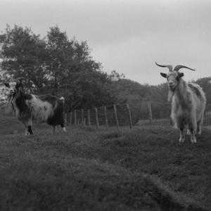 skullymoto (feat. SKEDEL)