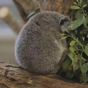 若梅得月·推窗【一代宗师马三x宫若梅同人曲】