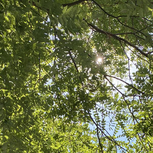 阳光～献给二十年后的新娘