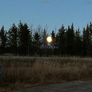 Harpooned(The Elusive Whale Turns To Blubber)