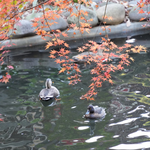 敕勒歌 3月29日(火) 二胡