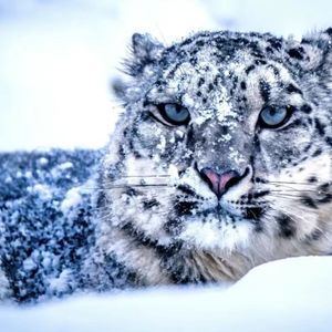 柑橘涩子-烟 Distance (cover)（花椒同学 remix）