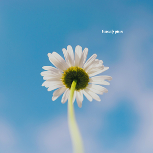 Eucalyptus
