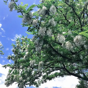 去年夏天DJ(0.9x)