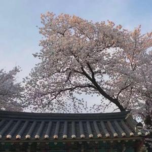 如寄（翻自 剑网3）